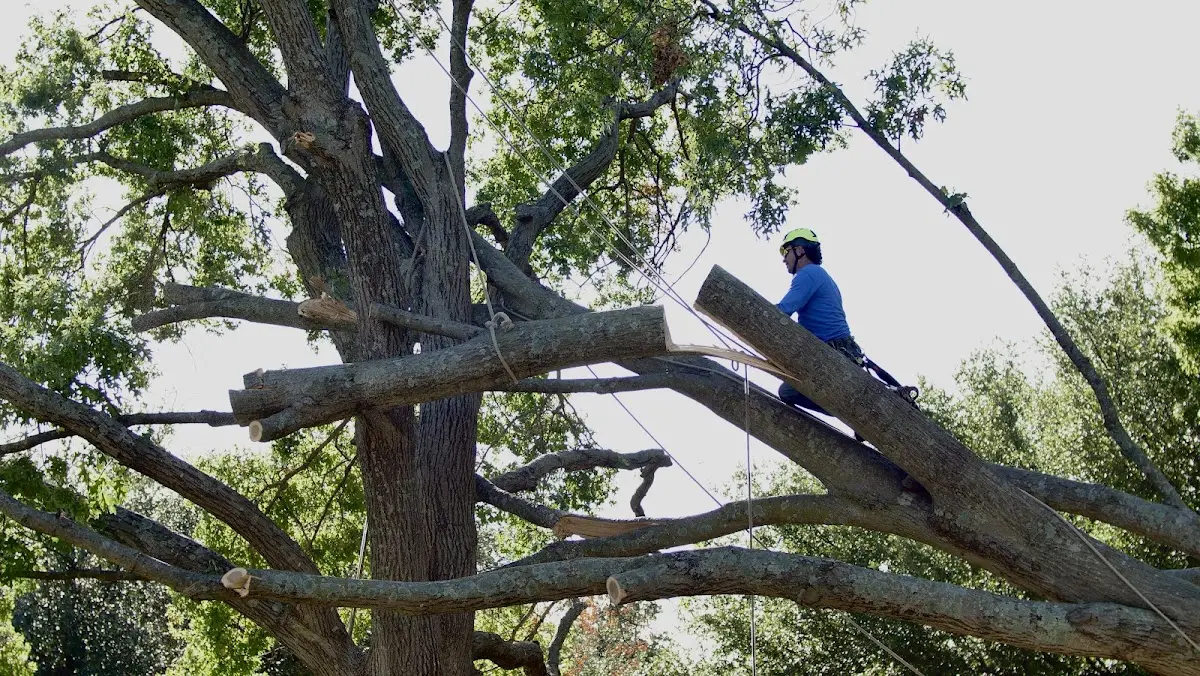 Professional Crown Thinning performed by certified arborists in Java